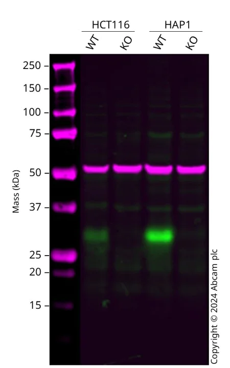Western blot - Anti-p27 KIP 1 antibody [Y236] - BSA and Azide free (AB206927)