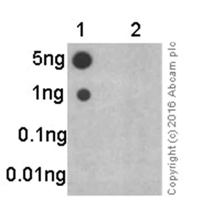 Dot Blot - Anti-p27 KIP 1 (phospho S10) antibody [EP233(2)Y] (AB62364)