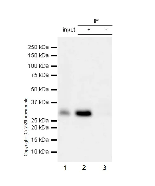 Immunoprecipitation - Anti-p27 KIP 1 (phospho S10) antibody [EP233(2)Y] - BSA and Azide free (AB228877)