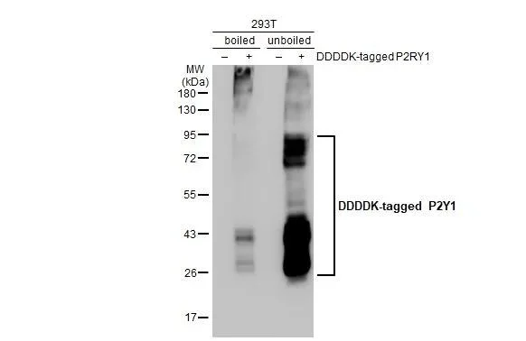 Western blot - Anti-P2RY1 antibody [HL2702] - BSA and Azide free (AB325869)