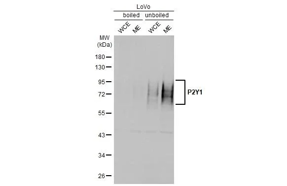 Western blot - Anti-P2RY1 antibody [HL2702] - BSA and Azide free (AB325869)