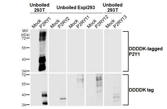 Western blot - Anti-P2RY1 antibody [HL2702] - BSA and Azide free (AB325869)