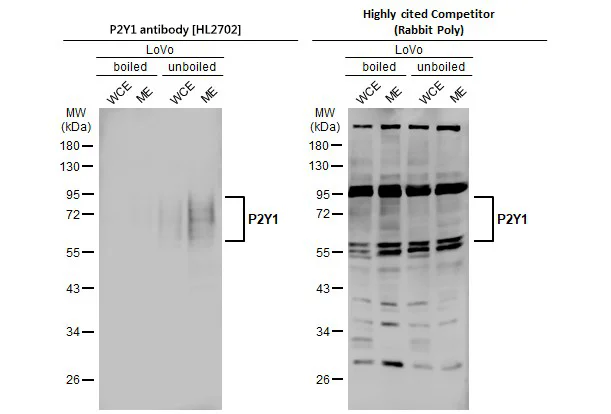 Western blot - Anti-P2RY1 antibody [HL2702] - BSA and Azide free (AB325869)