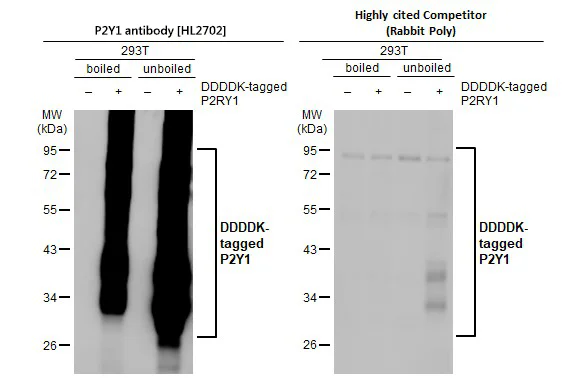 Western blot - Anti-P2RY1 antibody [HL2702] - BSA and Azide free (AB325869)