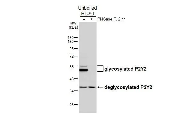 Western blot - Anti-P2RY2 antibody [HL2704] - BSA and Azide free (AB325870)