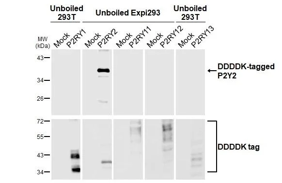 Western blot - Anti-P2RY2 antibody [HL2704] - BSA and Azide free (AB325870)