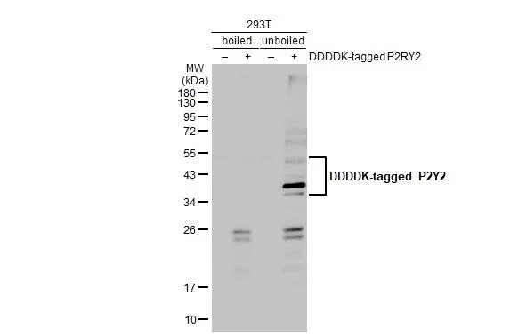 Western blot - Anti-P2RY2 antibody [HL2704] - BSA and Azide free (AB325870)