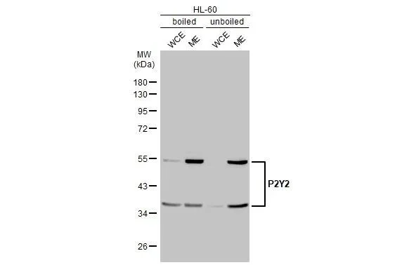 Western blot - Anti-P2RY2 antibody [HL2704] - BSA and Azide free (AB325870)