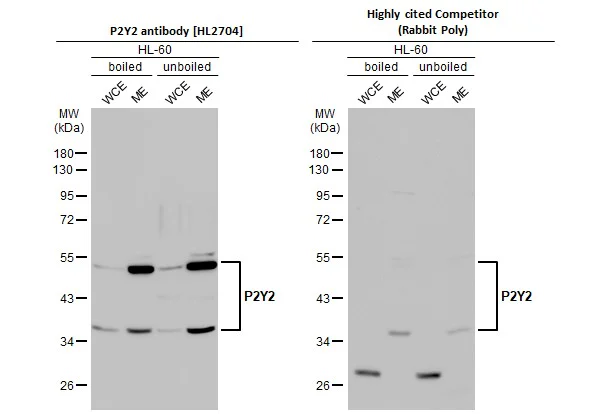 Western blot - Anti-P2RY2 antibody [HL2704] - BSA and Azide free (AB325870)