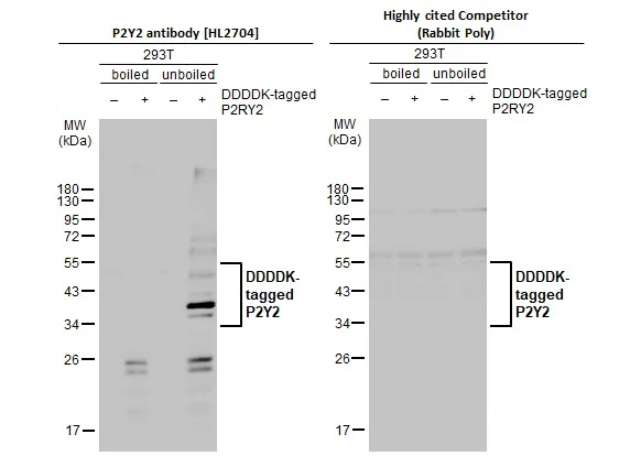 Western blot - Anti-P2RY2 antibody [HL2704] - BSA and Azide free (AB325870)