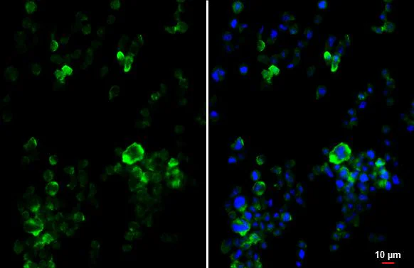 Immunocytochemistry/ Immunofluorescence - Anti-P2ry2 antibody [HL2801] - BSA and Azide free (AB325871)