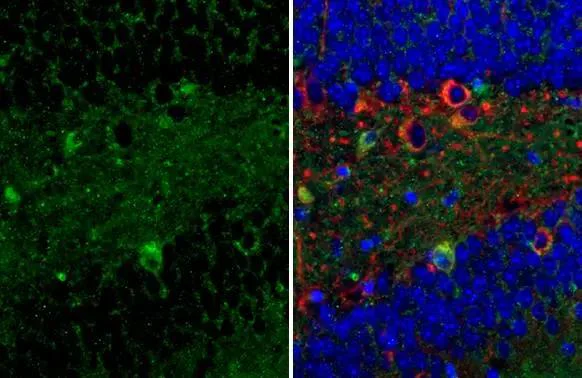 Immunohistochemistry (Formalin/PFA-fixed paraffin-embedded sections) - Anti-P2ry2 antibody [HL2801] - BSA and Azide free (AB325871)