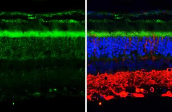 Immunohistochemistry (Formalin/PFA-fixed paraffin-embedded sections) - Anti-P2ry2 antibody [HL2801] - BSA and Azide free (AB325871)