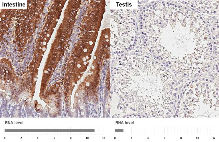 Immunohistochemistry (Formalin/PFA-fixed paraffin-embedded sections) - Anti-P2ry2 antibody [HL2801] - BSA and Azide free (AB325871)
