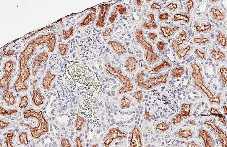 Immunohistochemistry (Formalin/PFA-fixed paraffin-embedded sections) - Anti-P2ry2 antibody [HL2801] - BSA and Azide free (AB325871)