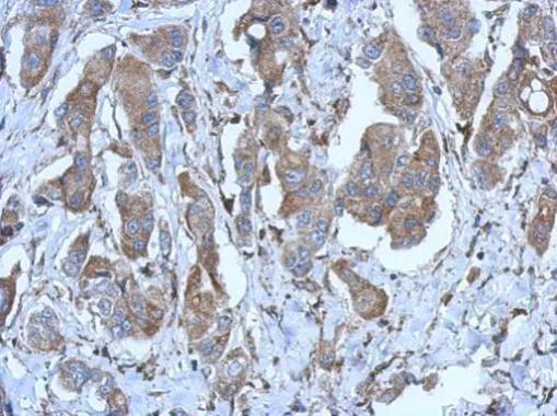 Immunohistochemistry (Formalin/PFA-fixed paraffin-embedded sections) - Anti-P2X2 antibody (AB229151)