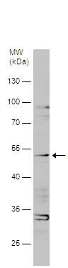 Western blot - Anti-P2X2 antibody (AB229151)