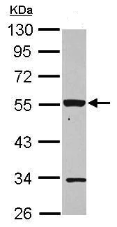 Western blot - Anti-P2X2 antibody (AB229151)
