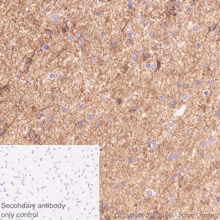Immunohistochemistry (Formalin/PFA-fixed paraffin-embedded sections) - Anti-P2X2 antibody [EPR25193-215] (AB327423)