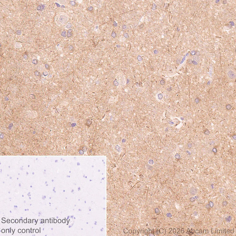 Immunohistochemistry (Formalin/PFA-fixed paraffin-embedded sections) - Anti-P2X2 antibody [EPR25193-215] (AB327423)