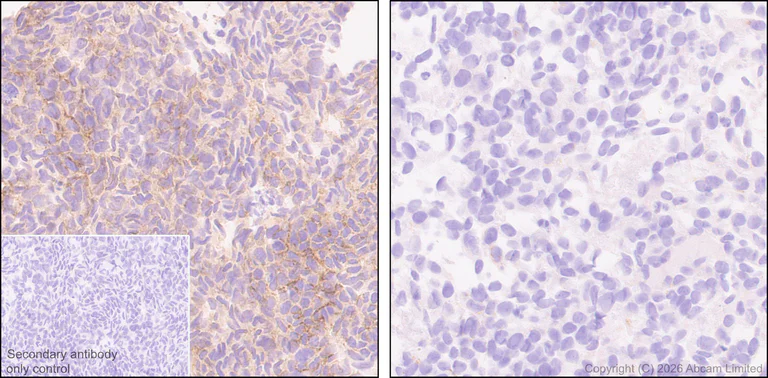 Immunohistochemistry (Formalin/PFA-fixed paraffin-embedded sections) - Anti-P2X2 antibody [EPR25193-215] (AB327423)