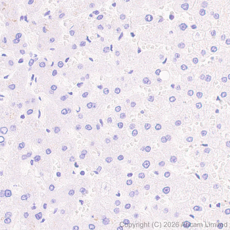 Immunohistochemistry (Formalin/PFA-fixed paraffin-embedded sections) - Anti-P2X2 antibody [EPR25193-215] (AB327423)