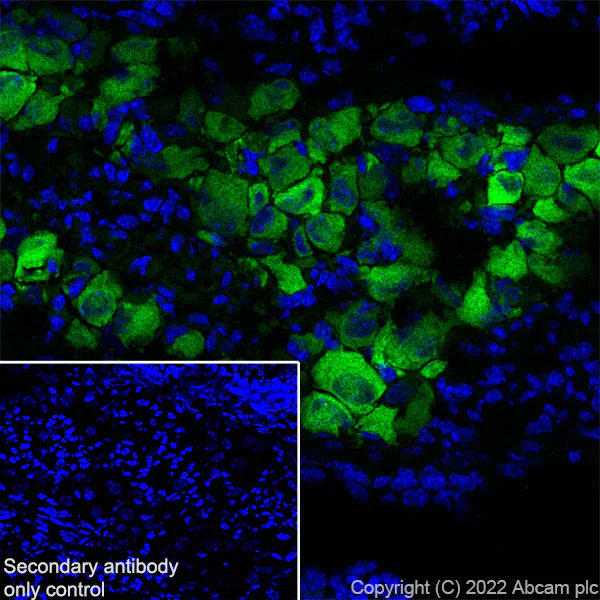Immunohistochemistry (Frozen sections) - Anti-P2X3 antibody [EPR26568-3] (AB300493)
