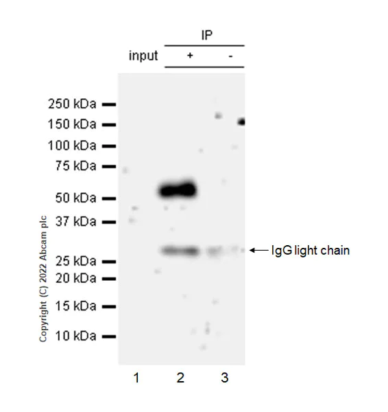 Immunoprecipitation - Anti-P2X3 antibody [EPR26568-3] (AB300493)
