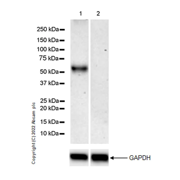 Western blot - Anti-P2X3 antibody [EPR26568-3] (AB300493)