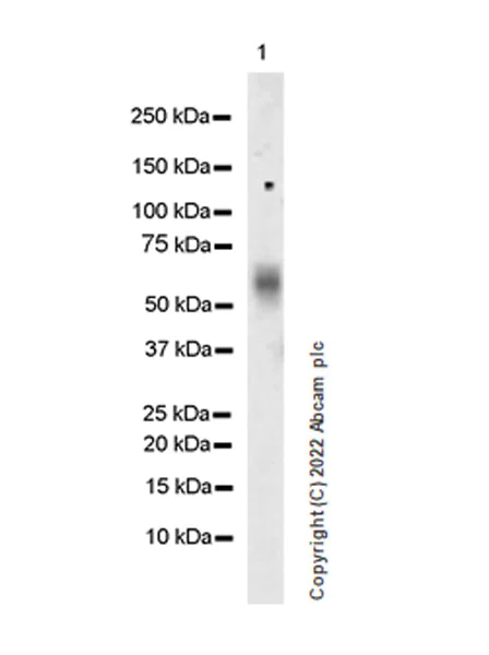 Western blot - Anti-P2X3 antibody [EPR26568-3] (AB300493)