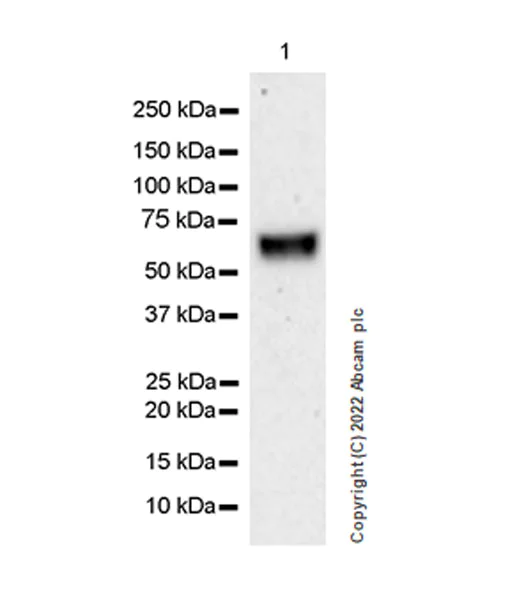Western blot - Anti-P2X3 antibody [EPR26568-3] (AB300493)
