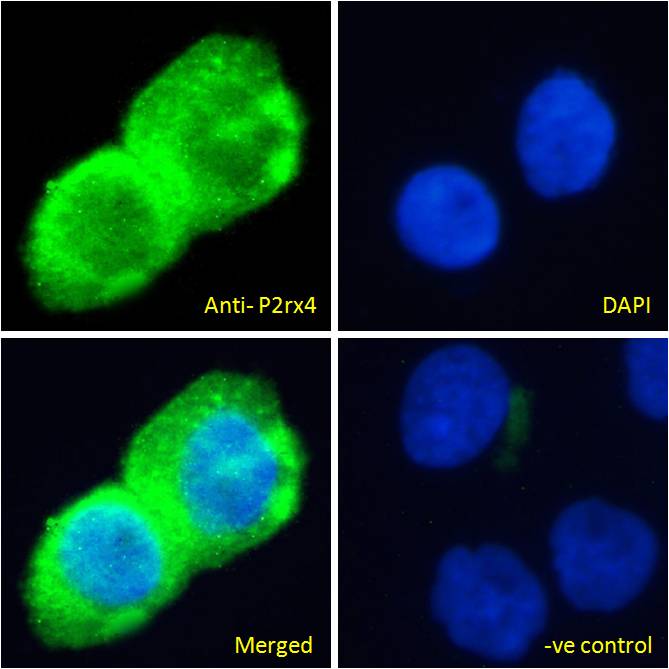 Immunocytochemistry/ Immunofluorescence - Anti-P2X4 antibody (AB134559)