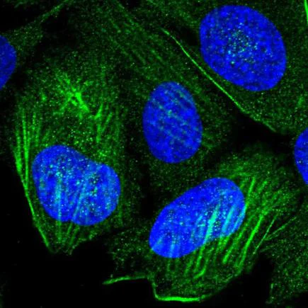 Immunocytochemistry/ Immunofluorescence - Anti-P2X4 antibody (AB243734)