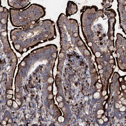 Immunohistochemistry (Formalin/PFA-fixed paraffin-embedded sections) - Anti-P2X4 antibody (AB243734)
