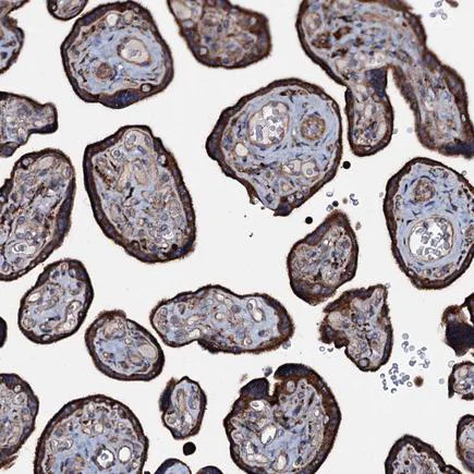 Immunohistochemistry (Formalin/PFA-fixed paraffin-embedded sections) - Anti-P2X4 antibody (AB243734)