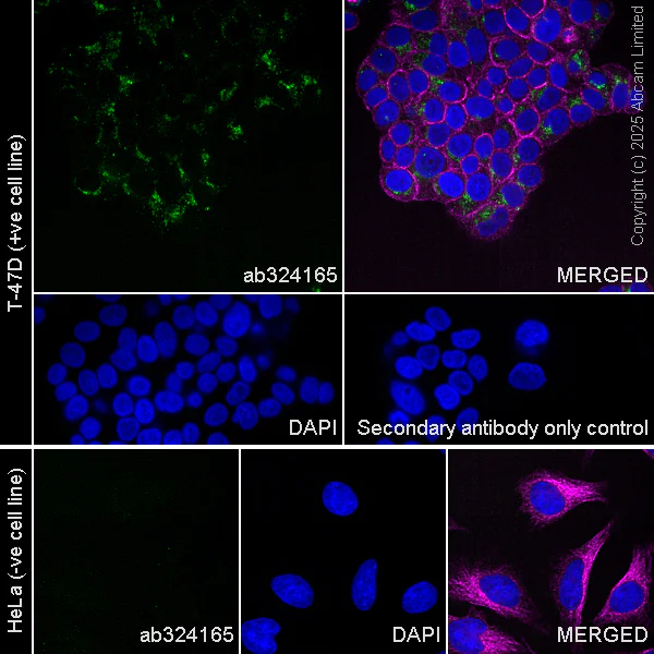 Immunocytochemistry - Anti-P2X4 antibody [EPR29153-16] (AB324165)