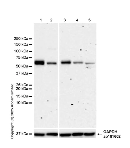 Western blot - Anti-P2X4 antibody [EPR29153-16] (AB324165)