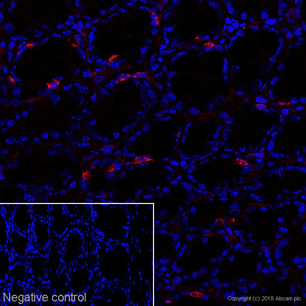 Immunohistochemistry (Frozen sections) - Anti-P2X7 antibody [1F11] (AB195356)