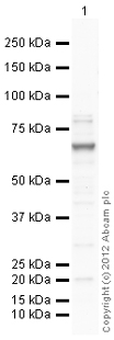 Western blot - Anti-P2X7 antibody (AB109054), expandable thumbnail