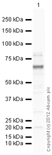 Western blot - Anti-P2X7 antibody (AB109054)