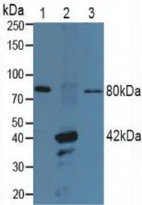 Western blot - Anti-P2X7 antibody (AB233527)