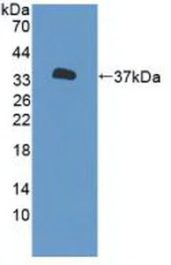 Western blot - Anti-P2X7 antibody (AB233527)