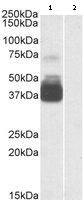 Western blot - Anti-P2X7 antibody (AB93354)