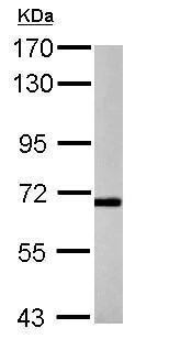 Western blot - Anti-P2X7 antibody - C-terminal (AB229453)