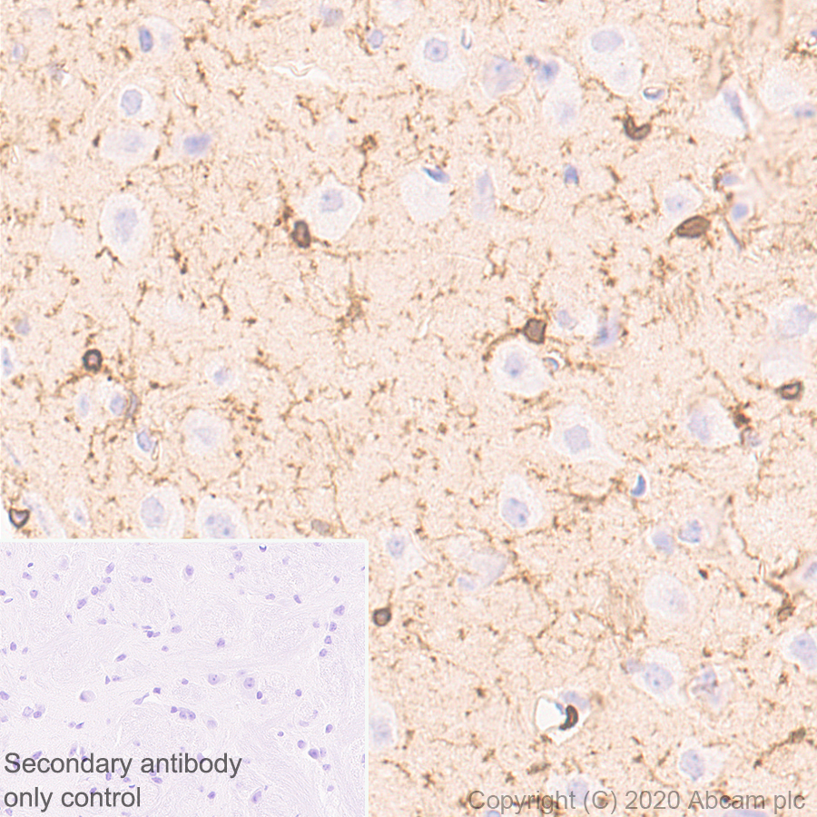 Immunohistochemistry (Formalin/PFA-fixed paraffin-embedded sections) - Anti-P2X7 antibody [EPR24130-77] (AB259942)