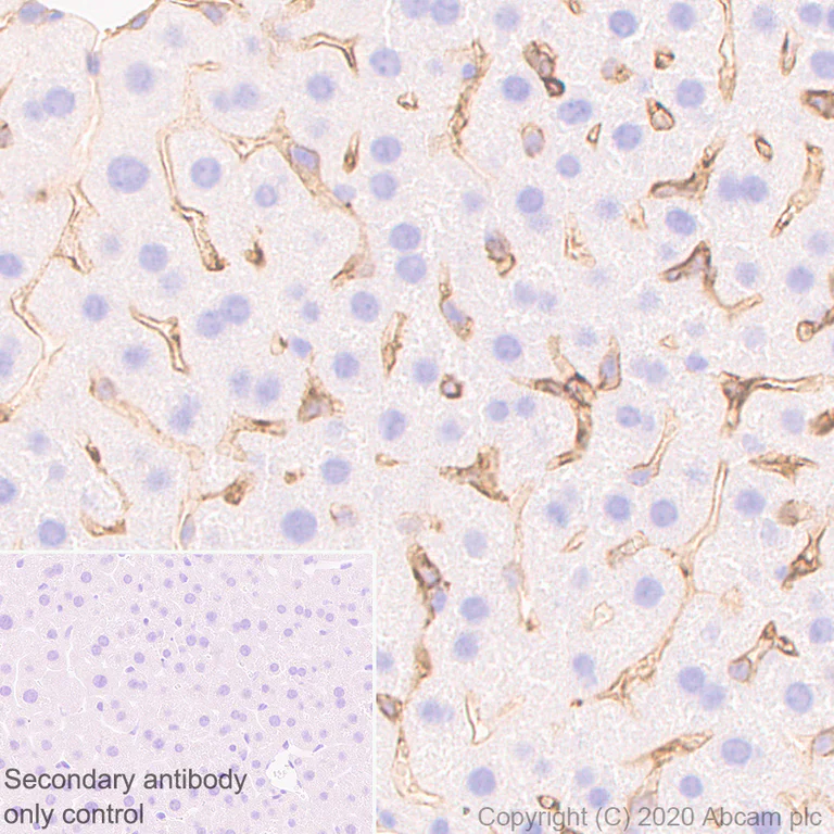 Immunohistochemistry (Formalin/PFA-fixed paraffin-embedded sections) - Anti-P2X7 antibody [EPR24130-77] (AB259942)