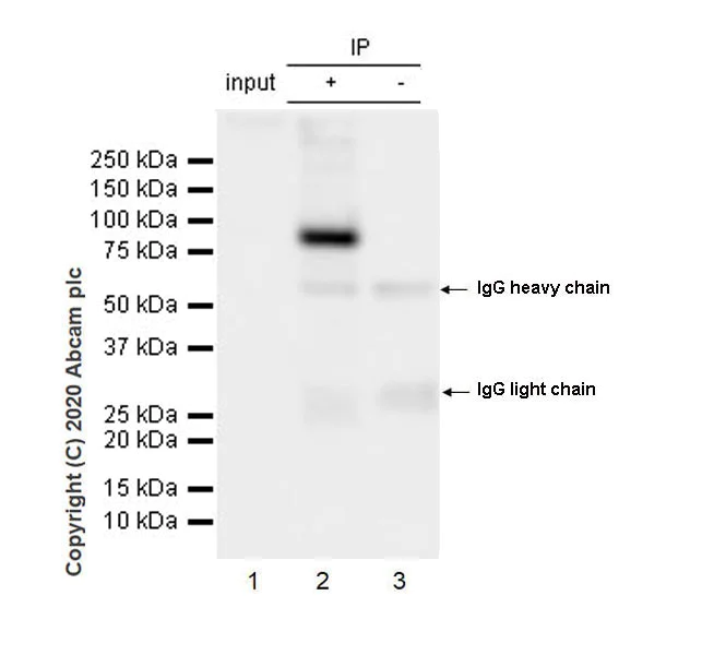 Immunoprecipitation - Anti-P2X7 antibody [EPR24130-77] (AB259942)