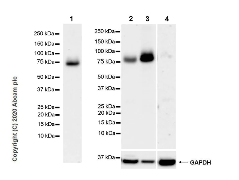 Western blot - Anti-P2X7 antibody [EPR24130-77] (AB259942)