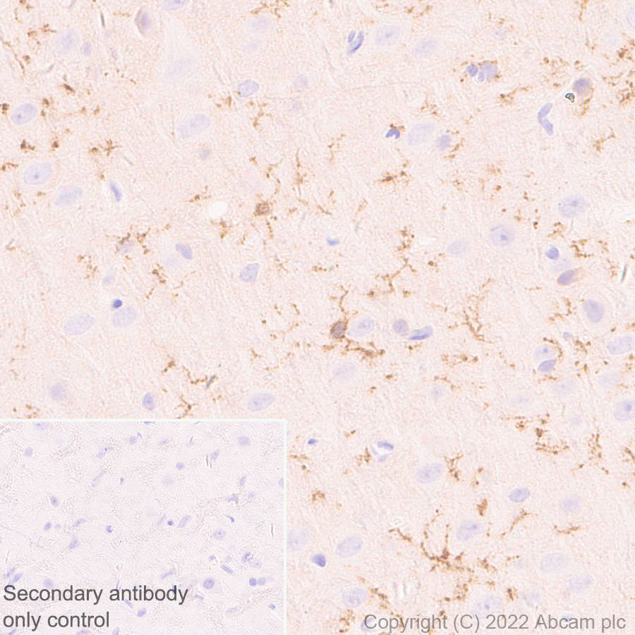 Immunohistochemistry (Formalin/PFA-fixed paraffin-embedded sections) - Anti-P2X7 antibody [EPR26989-11] (AB307718), expandable thumbnail