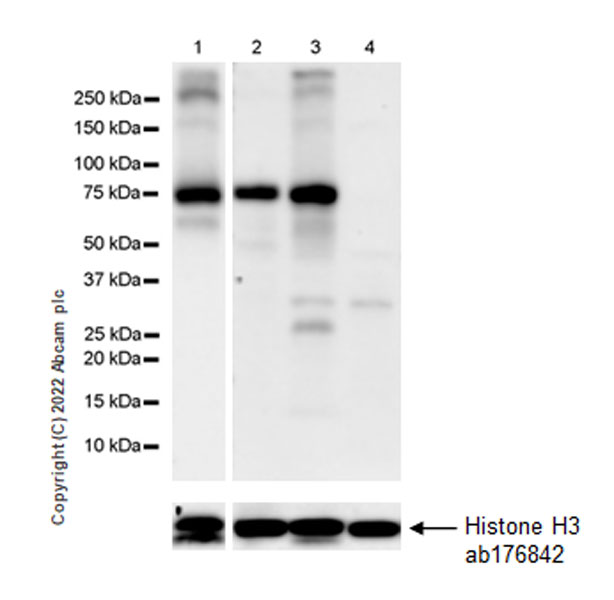 Western blot - Anti-P2X7 antibody [EPR26989-11] (AB307718), expandable thumbnail